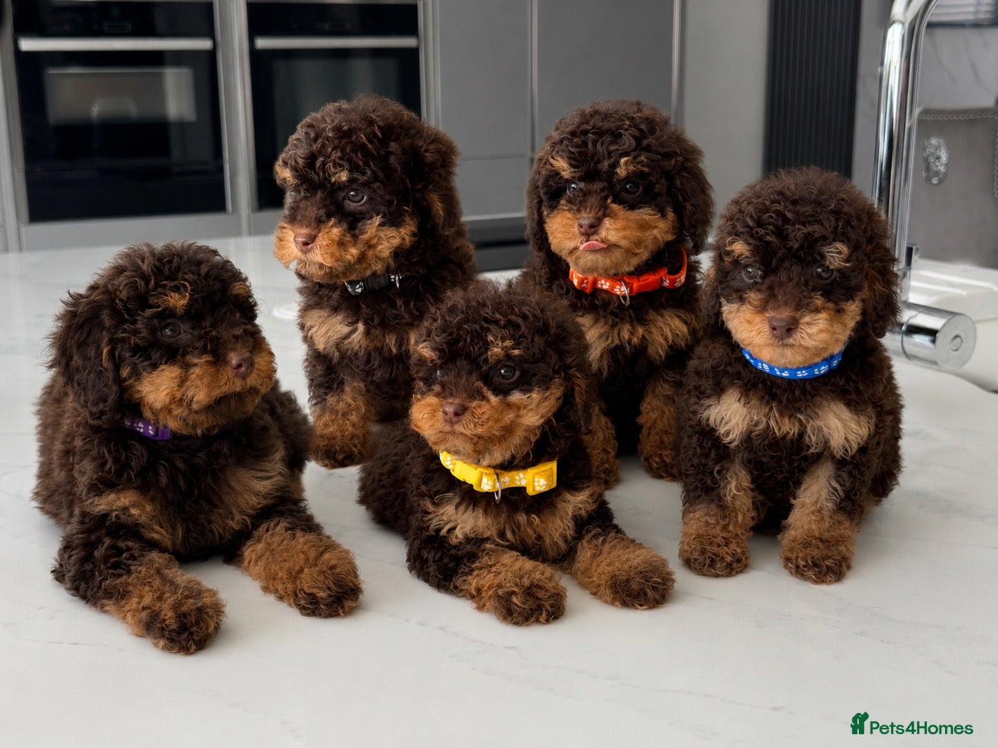 Toy Poodle dogs READY NOW chocolate phantom toy Poodle Litter  - Advert 16