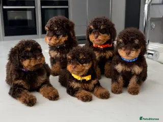 Toy Poodle dogs READY NOW chocolate phantom toy Poodle Litter - Advert 17