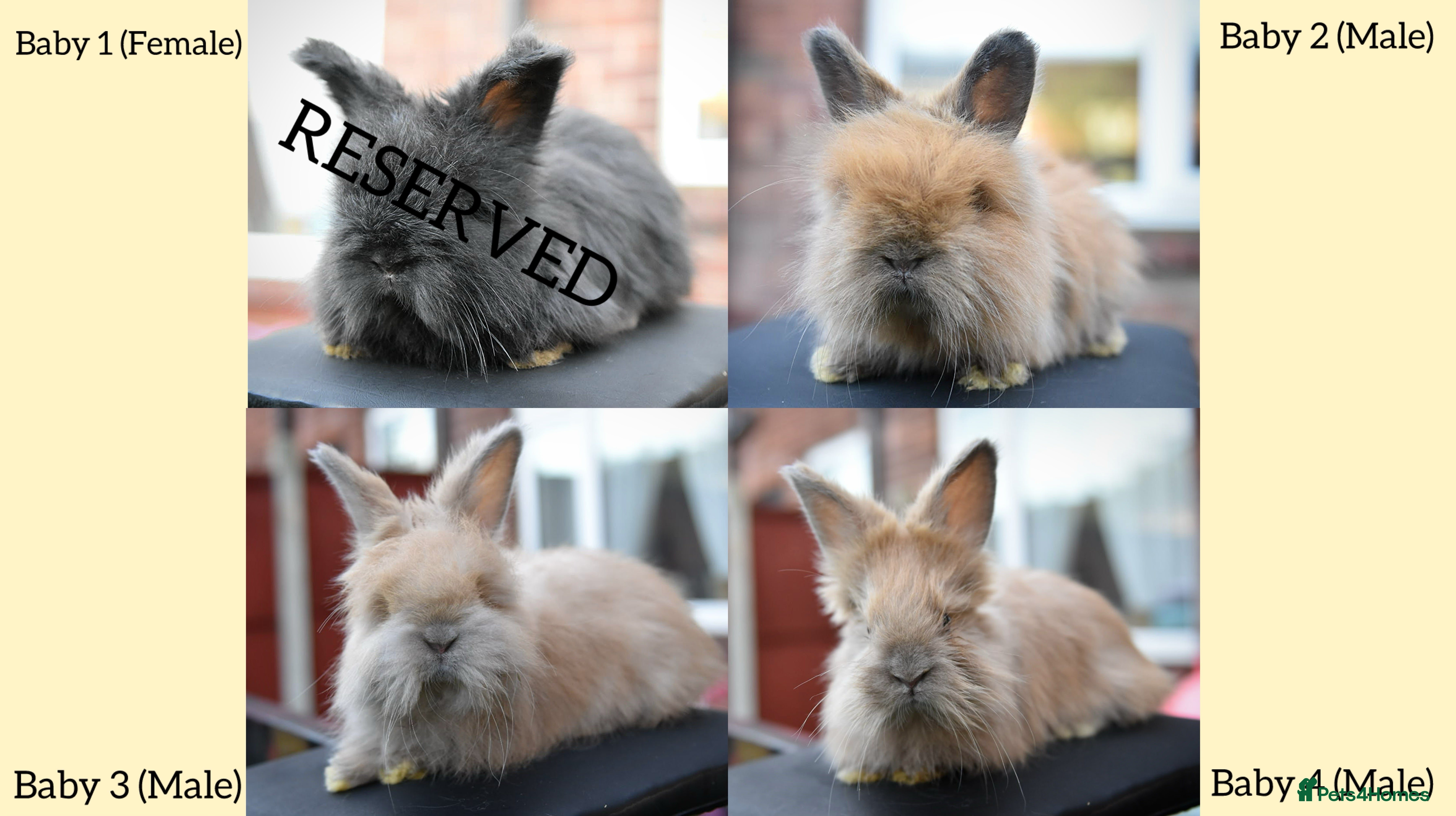 Angora rabbits French Imported Pedigree English Angoras - Advert 1