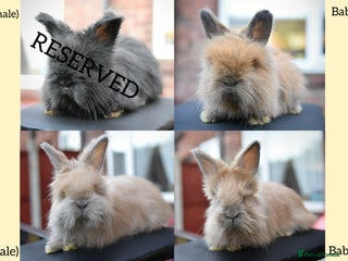 Angora rabbits French Imported Pedigree English Angoras - Advert 9