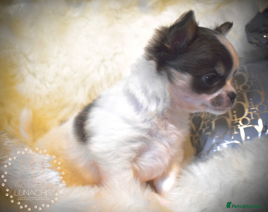 Chihuahua dogs for sale: Stunning chihuahua puppies  - Advert 7