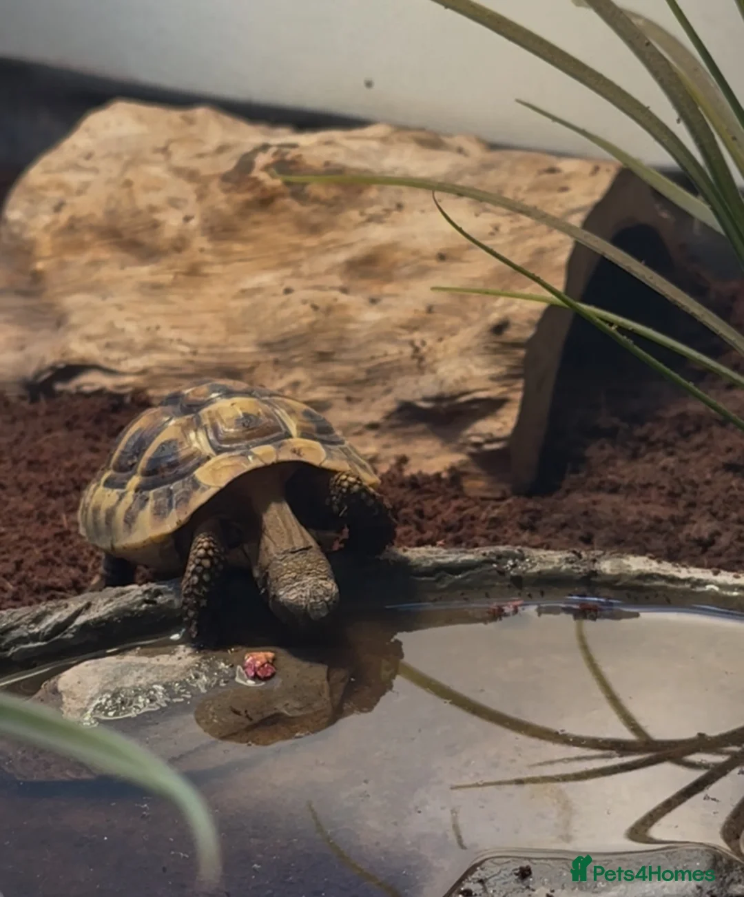 Hermann Tortoise reptiles for sale: Pair of young hermanns tortoises  - Advert 3