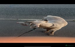 Weimaraner dogs for sale: Hugo  - Image 5