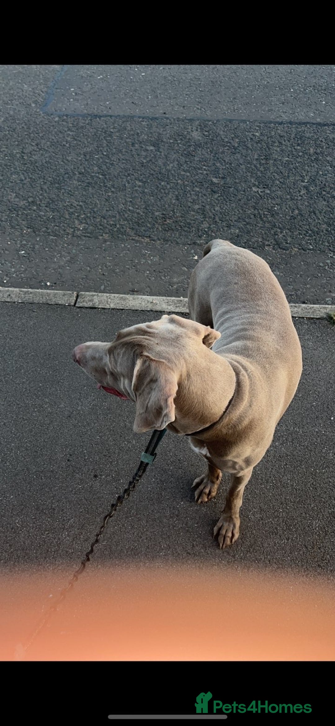 Weimaraner dogs for sale: Hugo  - Image 5