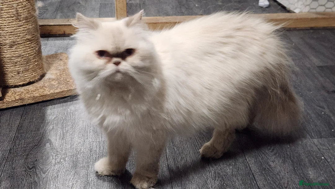 Persian cats for sale: Persian Queen, GCCF Active - Advert 2