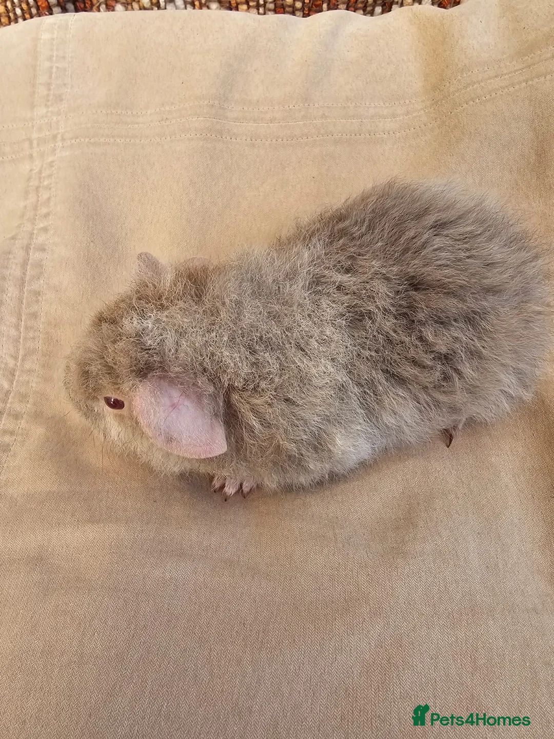 Guinea Pig rodents for sale: Teddy guinea pig male - Advert 2