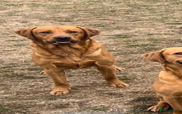 Labrador Retriever dogs for sale: Labrador pups, well-socialised & family raised - Image 22
