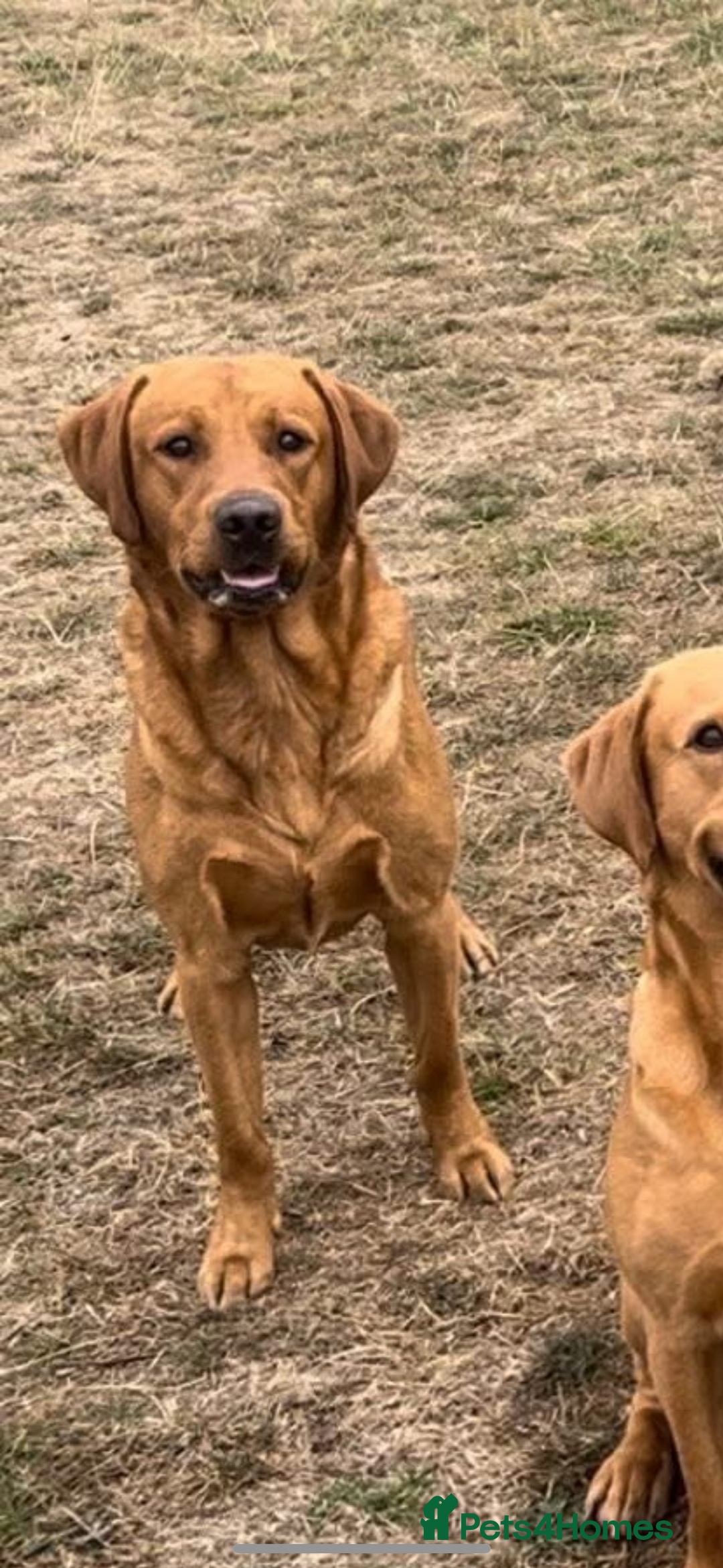 Labrador Retriever dogs for sale: Labrador pups, well-socialised & family raised - Image 22