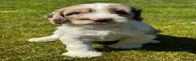 Cockapoo Puppy 3