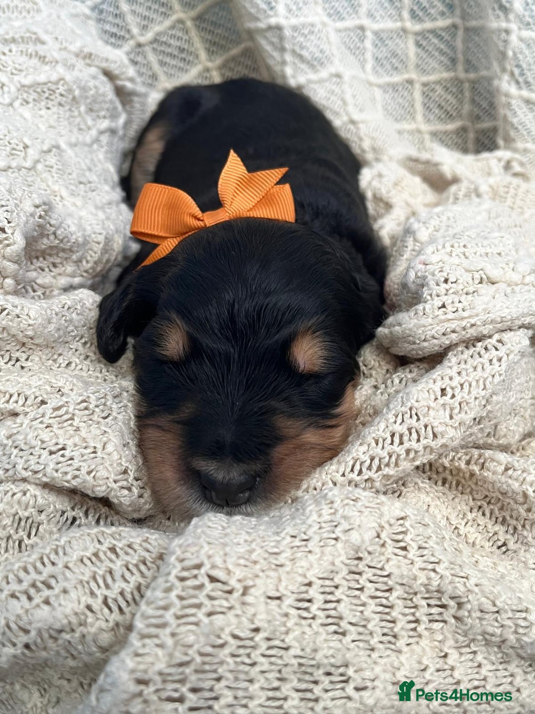 Bernedoodle dogs for sale: Exceptional F1 Bernedoodle Puppies - Advert 11