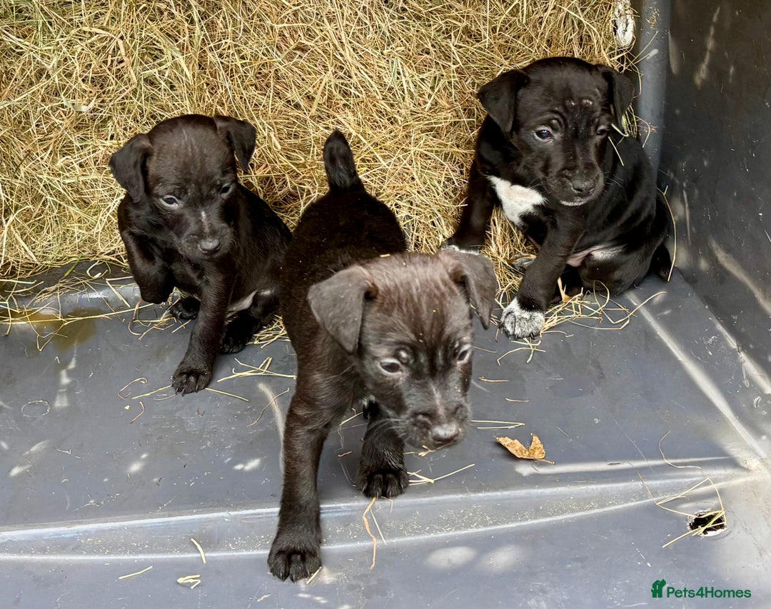 Patterdale Terrier dogs for sale: Gorgeous patterdale puppies - Advert 5