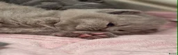 British Shorthair cats for sale: GCCF Reg British Shorthair Kittens - Advert 15