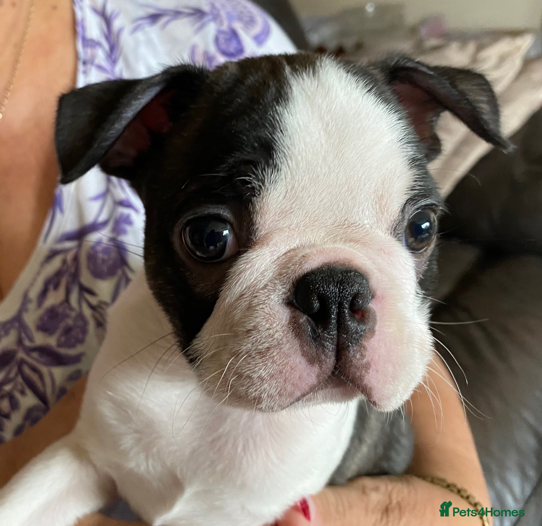 Boston Terrier dogs Beautiful champion line, 5th gen of my puppies - Advert 8