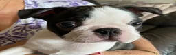 Boston Terrier dogs for sale: Beautiful champion line, 5th gen of my puppies - Advert 1
