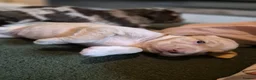 Cockerdor dogs for sale: F1b cockerdors - Advert 31
