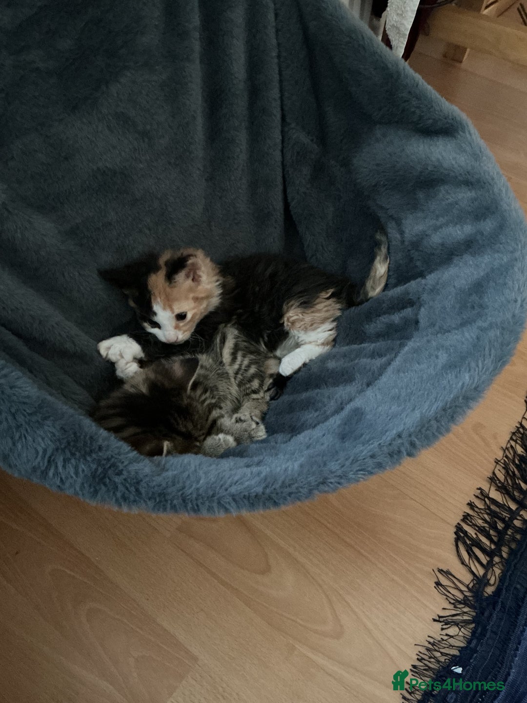 Domestic Shorthair cats for sale: Black-white-Ginger kitten - Advert 6