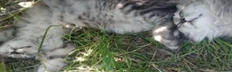 Maine Coon cats for sale: MaineCoon female kitten's, mother TICA registered. - Advert 4