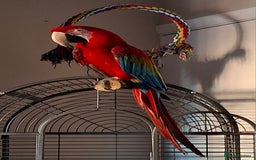 Macaws birds for sale: Greenwing Macaw 3year old female - Image 2