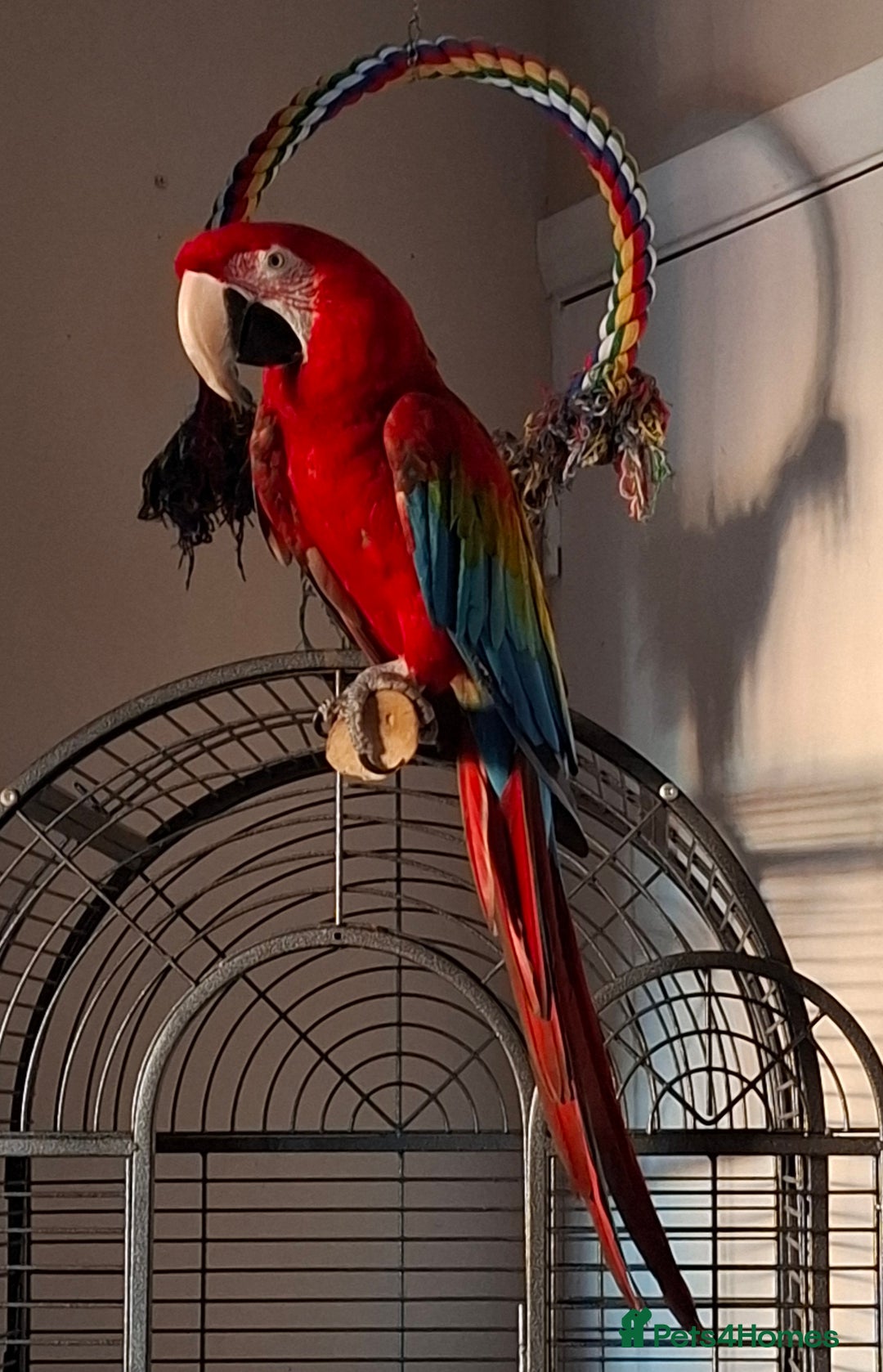 Macaws birds for sale: Greenwing Macaw 3year old female - Image 2