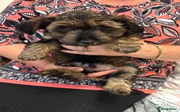 Yorkiepoo dogs for sale: Beautiful Yorkipoo Puppies - Image 3