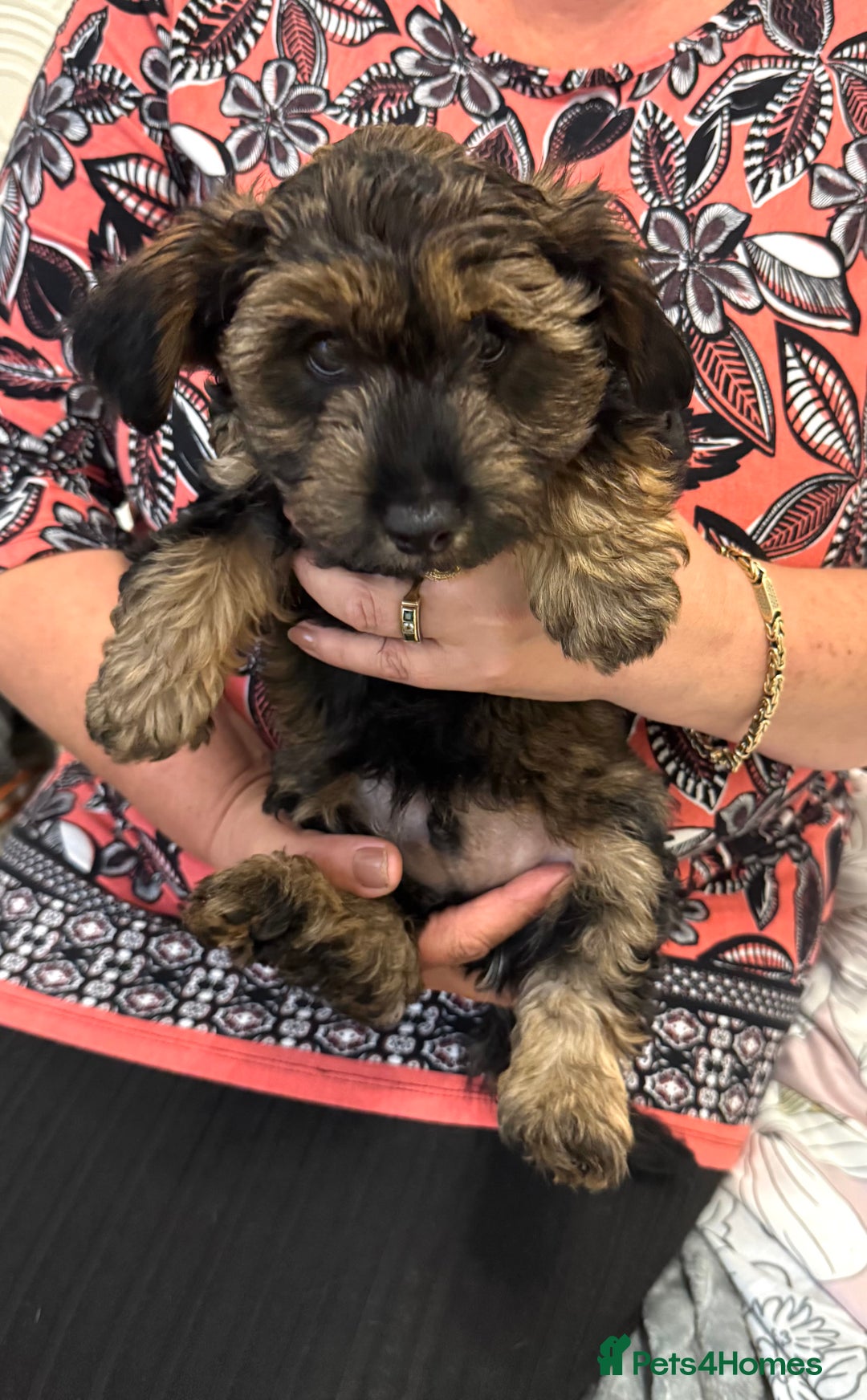 Yorkiepoo dogs for sale: Beautiful Yorkipoo Puppies - Image 3