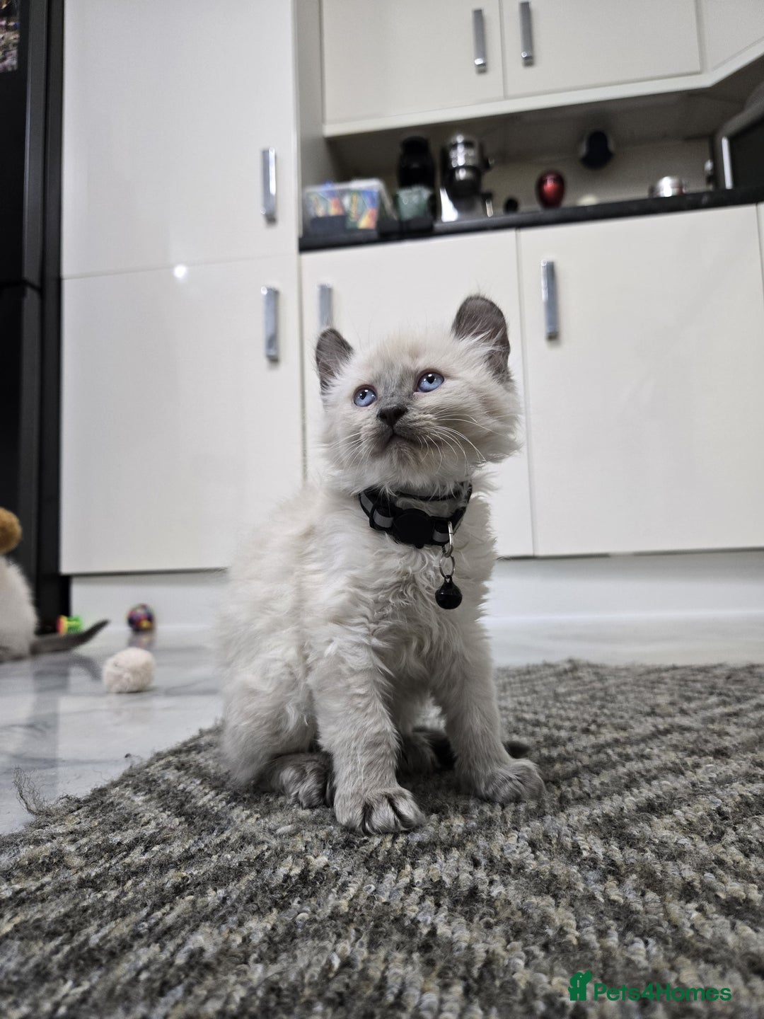 American Curl cats for sale: RARE, Unique, Affectionate American Curl Kittens!  - Advert 14