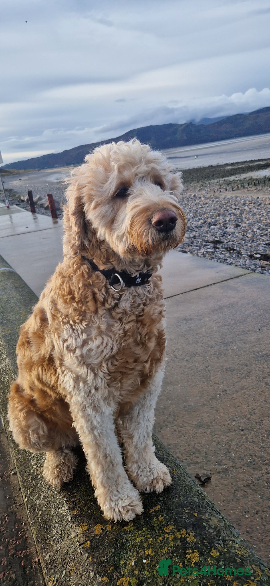 Goldendoodle dogs F1B Goldendoodle pupies - Advert 2