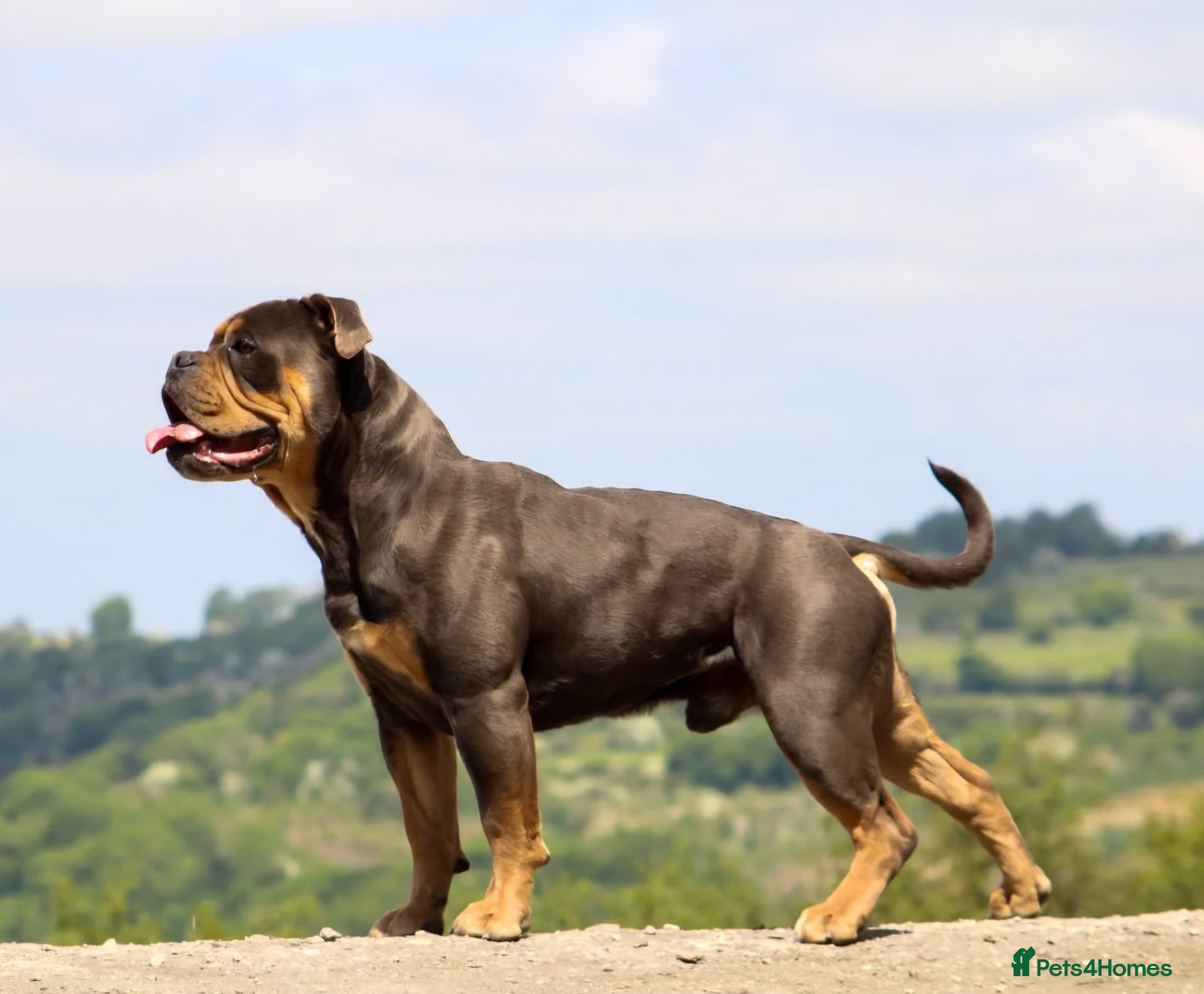 Olde English Bulldogge dogs 🏆SPIKE🏆 NEBBR Champion Olde English Bulldog in Nottingham - Advert 4