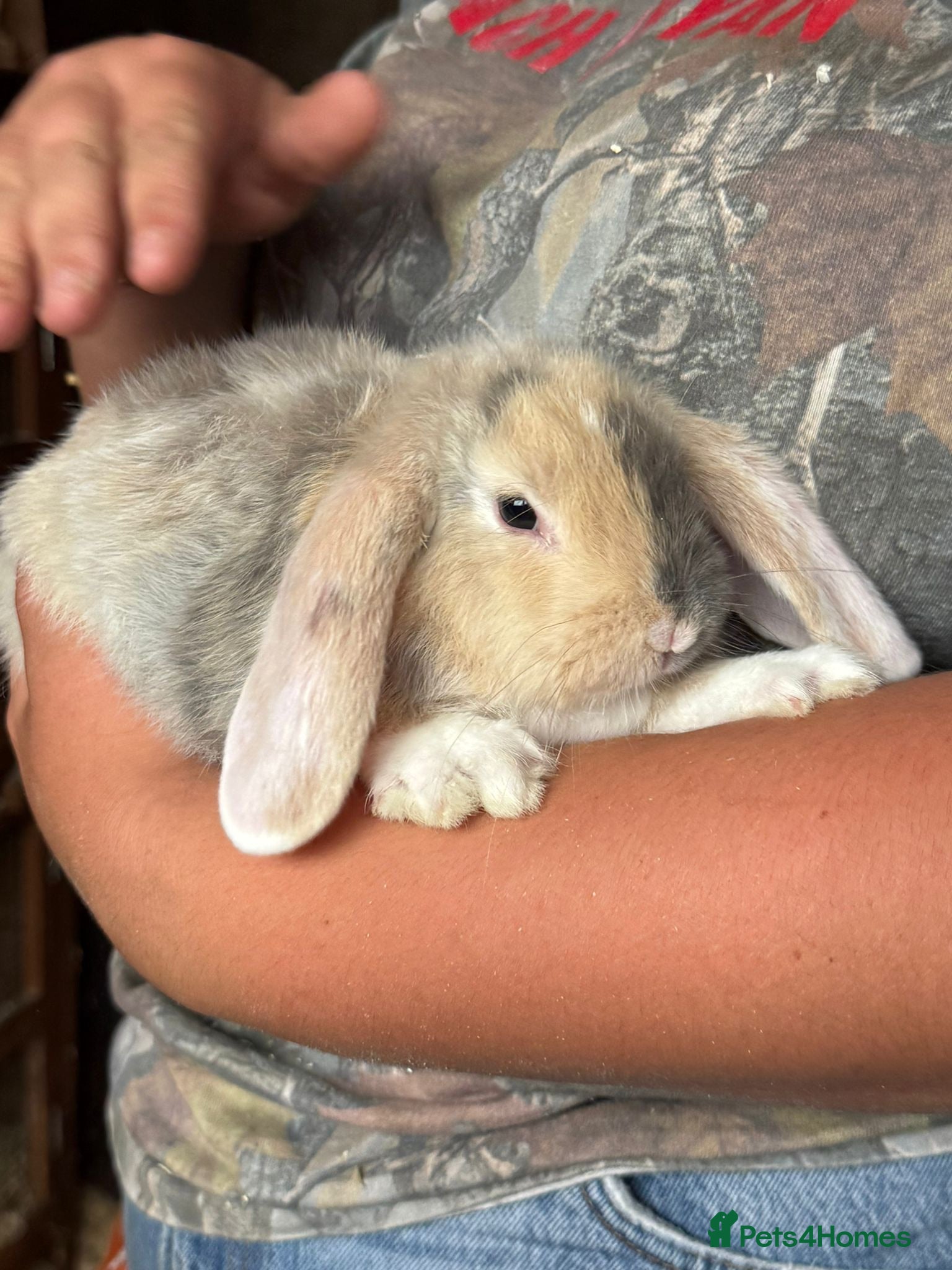 Mini Lop rabbits 1 beautiful bunnies left  - Advert 17