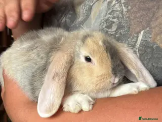 Mini Lop rabbits 1 beautiful bunnies left - Advert 4