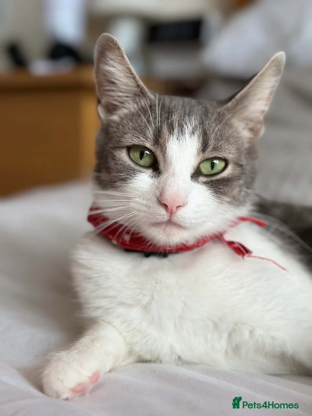 Mixed Breed cats for sale: Reserved  - Advert 9