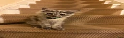 Maine Coon cats for sale: Maine coon kittens  - Advert 12