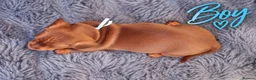 Miniature Dachshund dogs for sale: ❤️KC registered 8 Miniature Dachshund Puppies ❤️ - Advert 4