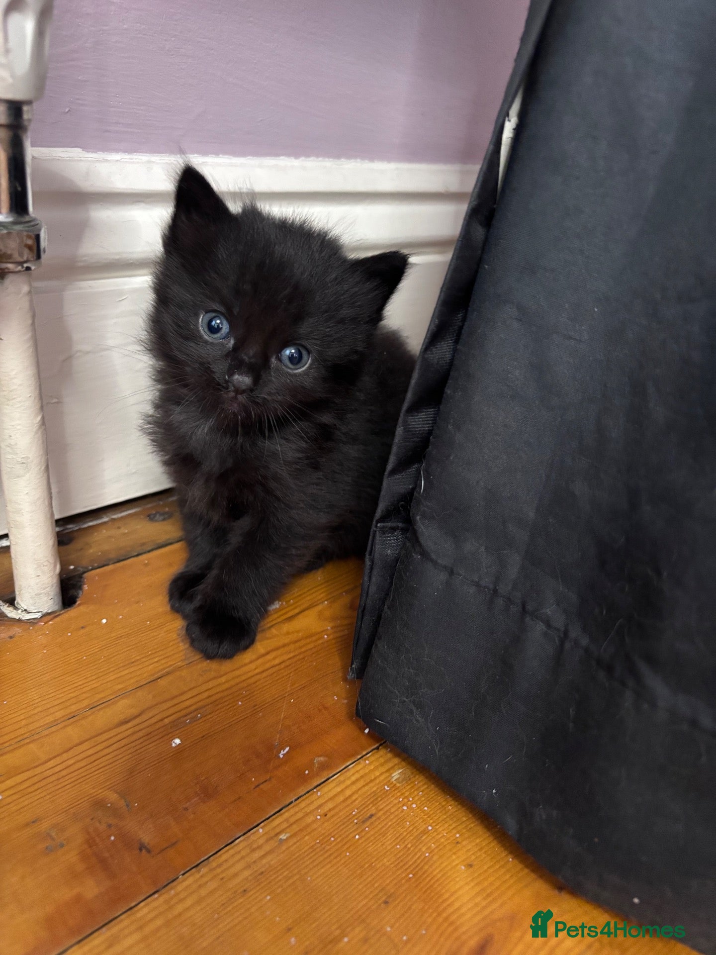 Mixed Breed cats Kittens beautiful MainecoonxBengal ready now!🐈🐈 - Advert 2