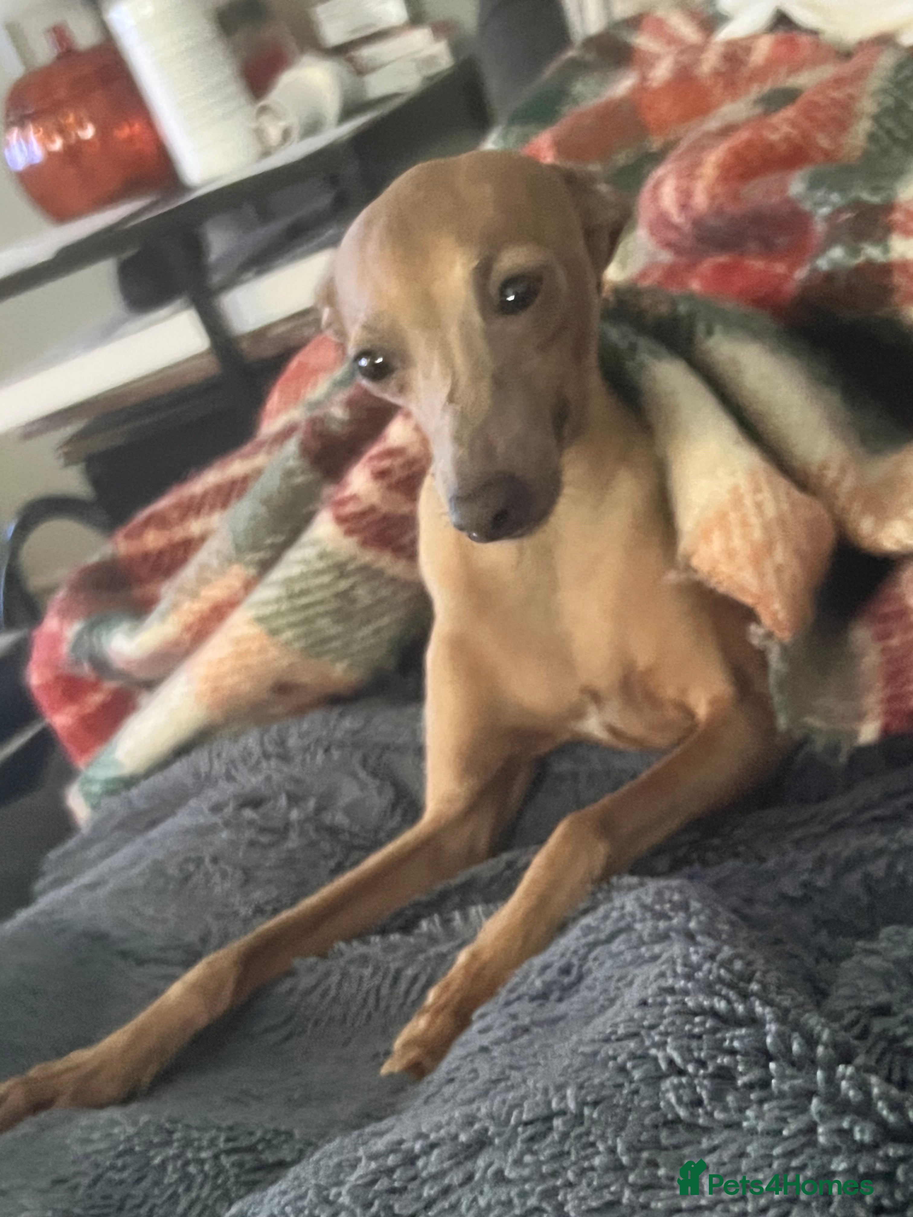 Italian Greyhound dogs Solid blue kc registered girls  - Advert 2