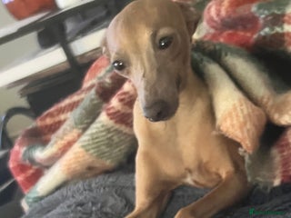 Italian Greyhound dogs Solid blue kc registered girls - Advert 11