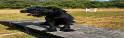 Russian Black Terrier dogs for sale: Hercules  - Advert 6