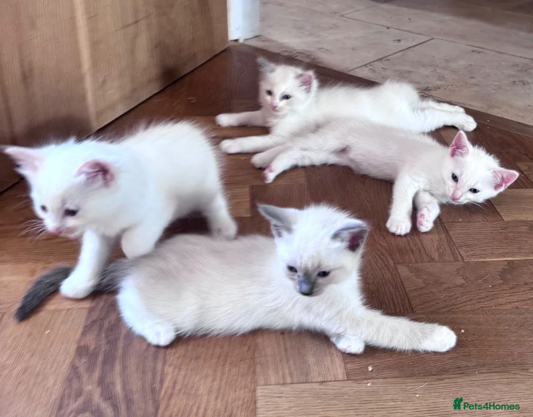 Ragdoll cats for sale: Ragdoll x Snow Bengal kittens 🐾 in Bude - Advert 2