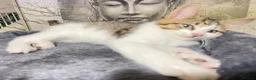 Norwegian Forest Cat cats for sale: Norwegian Forrest Cat mix bread  - Advert 15