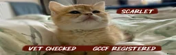 British Shorthair cats for sale: Exceptional British Shorthair Kittens  - Advert 9