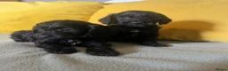 Cockapoo dogs for sale: Cockapoo puppies parents health tested  - Advert 4