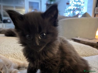 Maine Coon cats Halloween babies 🎃🐈⬛ - Advert 12