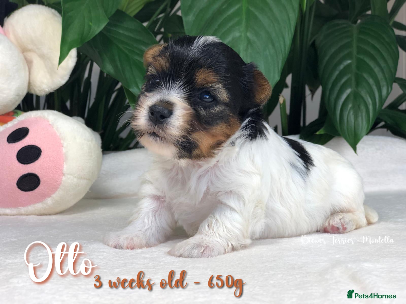 Biewer Terrier dogs for sale: One boy left Biewer Terriers! - Advert 20