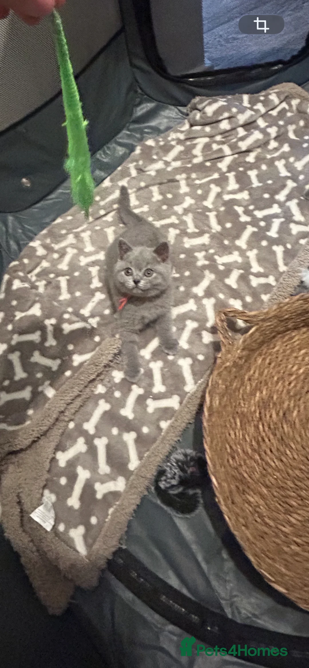 British Shorthair cats for sale: Bsh girl  - Advert 3