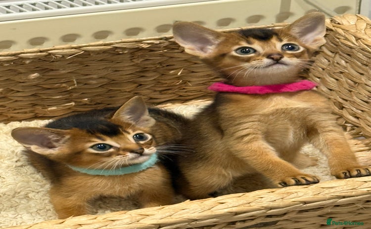 Abyssinian cats - Advert 5