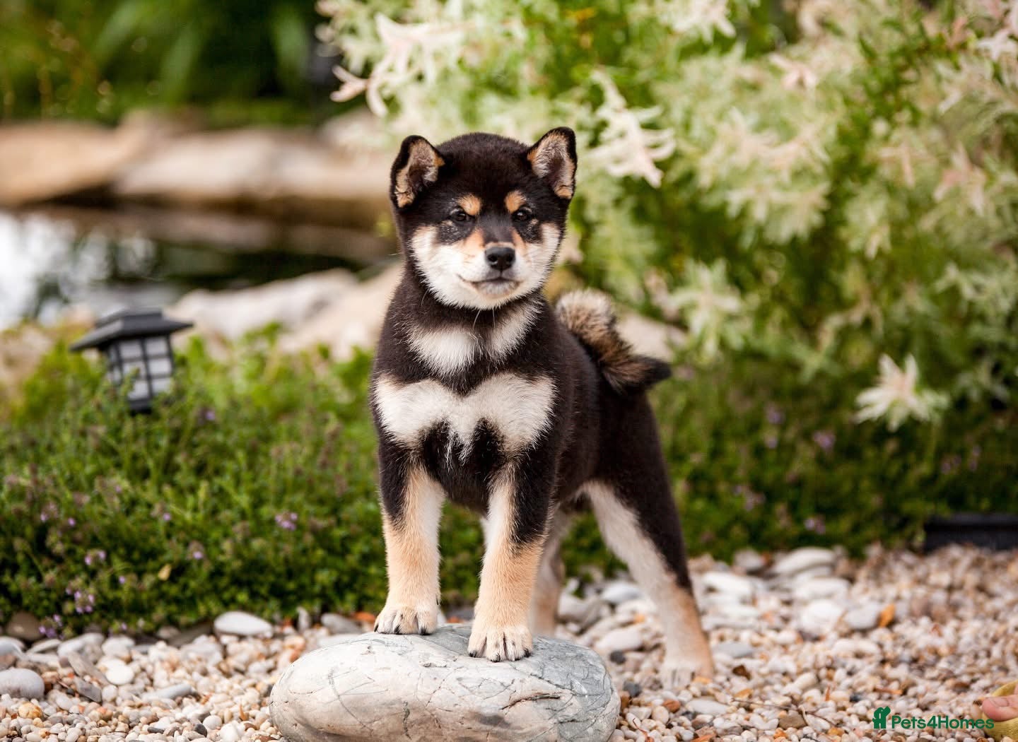 Japanese Shiba Inu dogs for sale:  🌸 Shiba Inu 3rd Gen Japanese Lines Crufts Placed - Advert 2