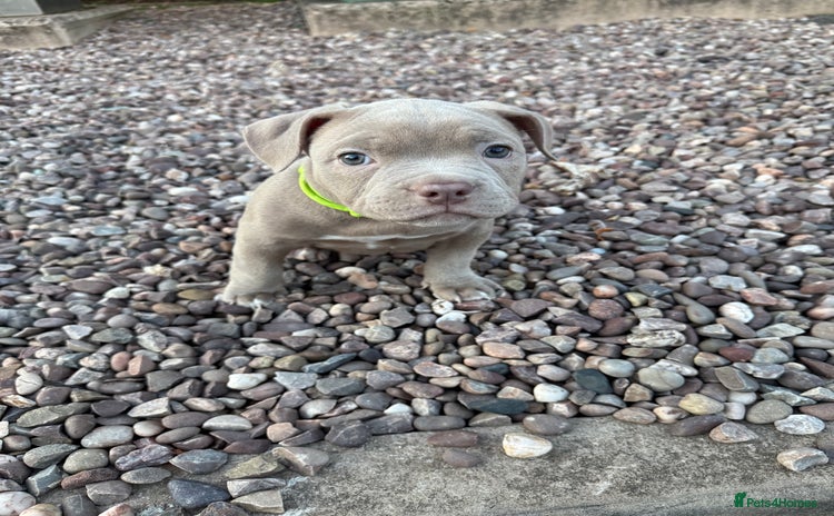 American Bully dogs - Advert 16