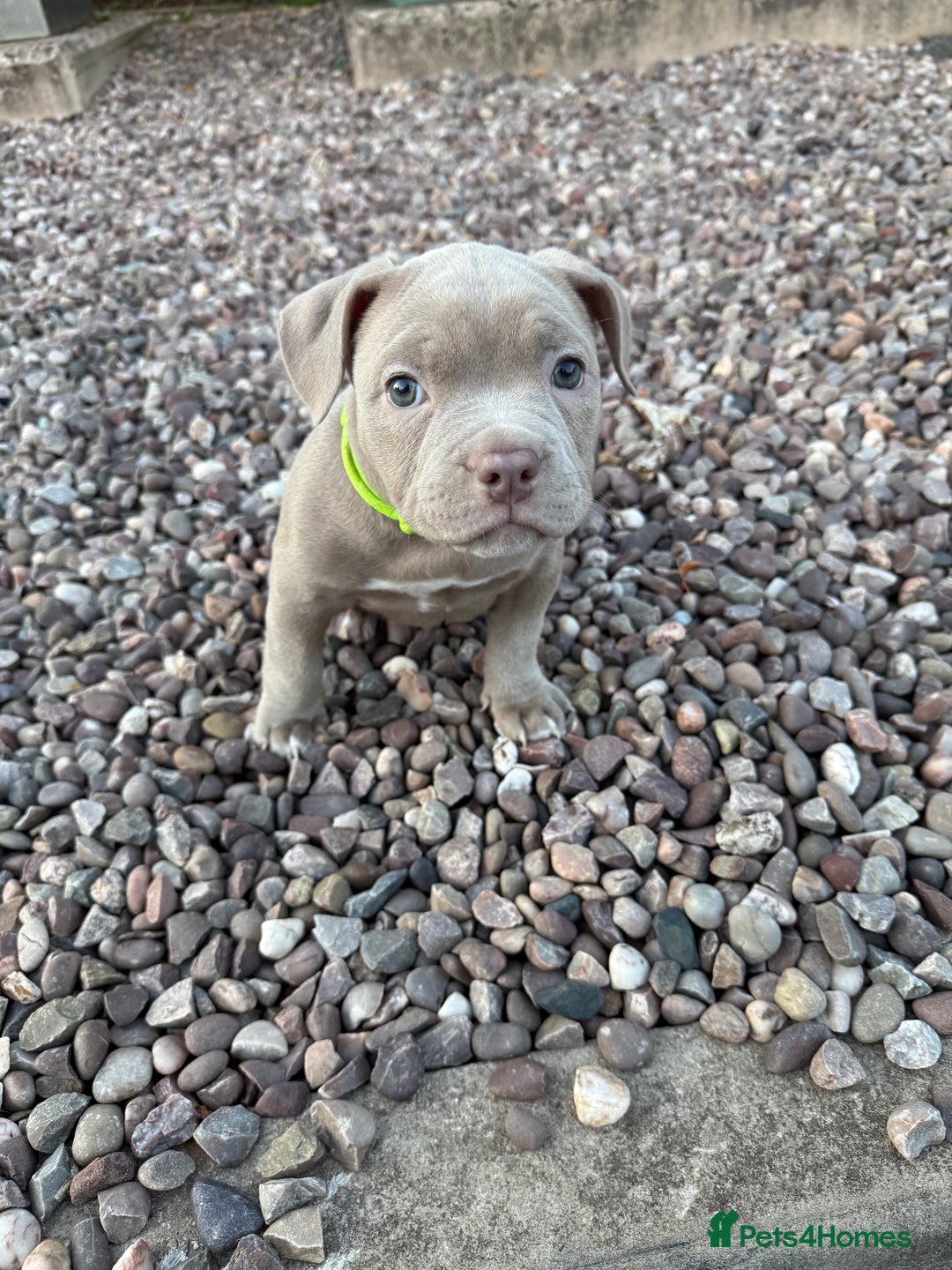 American Bully dogs for sale: Pocket bully  - Image 1