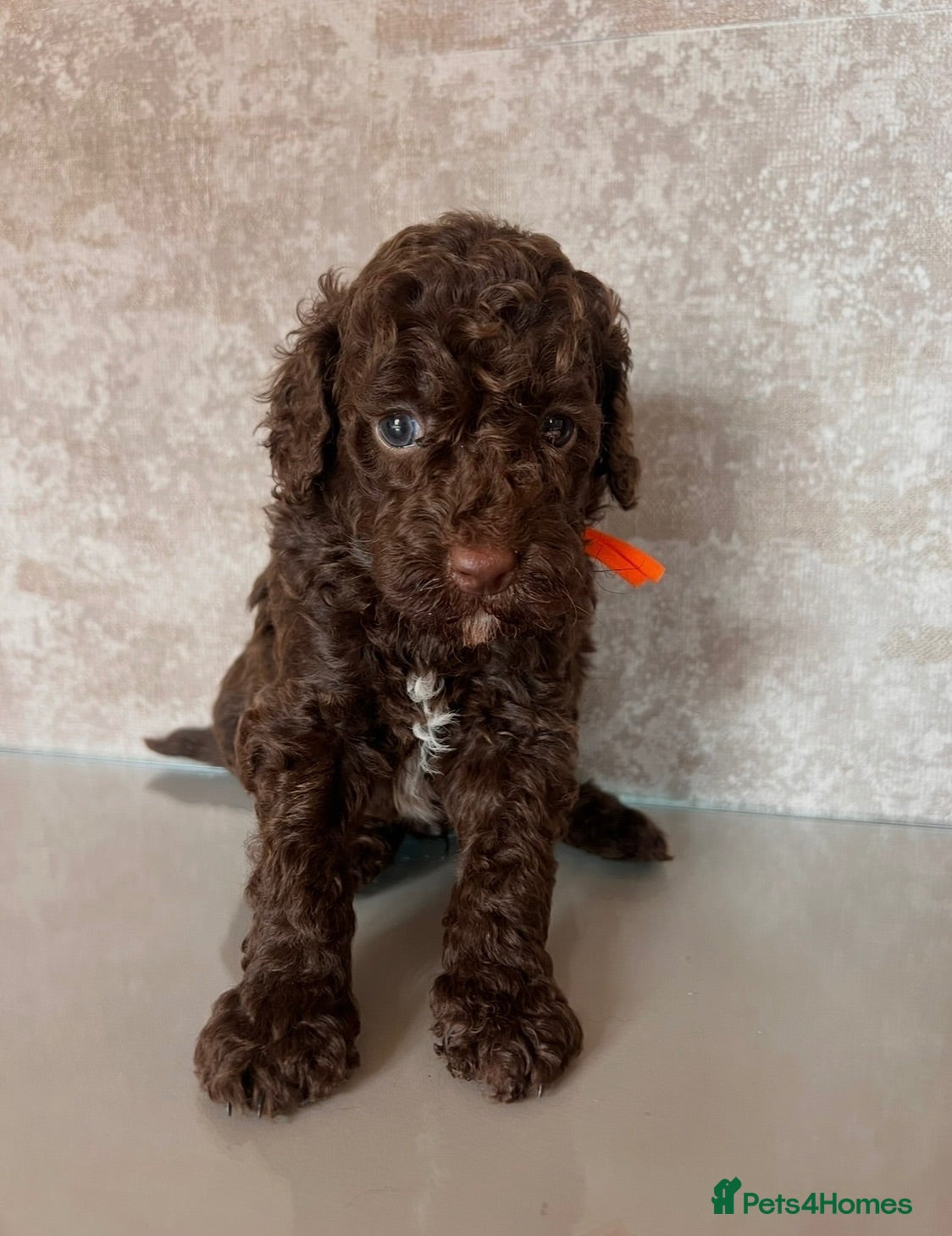 Miniature Poodle dogs 🤎 BEAUTIFUL CHOCOLATE MINIATURE POODLE BOYS 🤎 - Advert 12