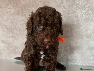 Miniature Poodle dogs 🤎 BEAUTIFUL CHOCOLATE MINIATURE POODLE BOYS 🤎 - Advert 12